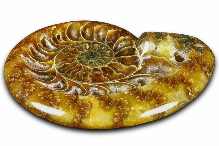 Polished Fossil Ammonite Dish - Madagascar #361371